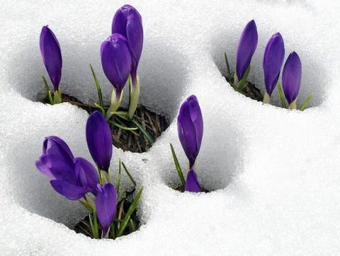 Krokus-in-de-sneeuw.jpg